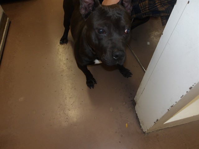 American Pit Bull Terrier at Chicago Animal Care and Control