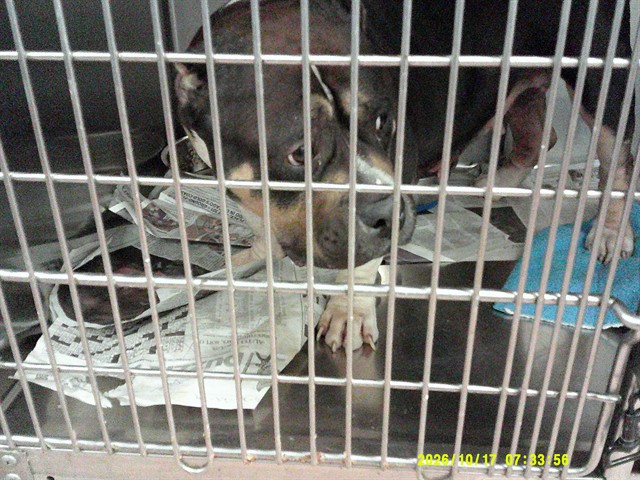 American Pit Bull Terrier at Chicago Animal Care and Control