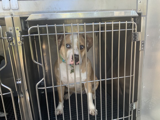 American Pit Bull Terrier at Chicago Animal Care and Control