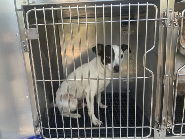 Dog A323151 at Chicago Animal Care and Control