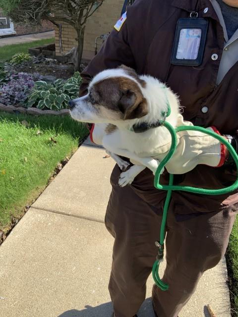 Dog A323153 at Chicago Animal Care and Control