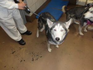 Bella, adoptable dog at Chicago Animal Care and Control