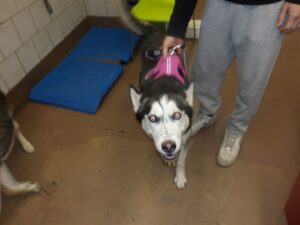 Ruby, adoptable dog at Chicago Animal Care and Control