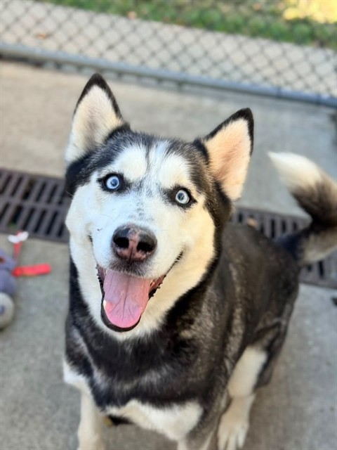 Ruby, adoptable Siberian Husky at Chicago Animal Care and Control