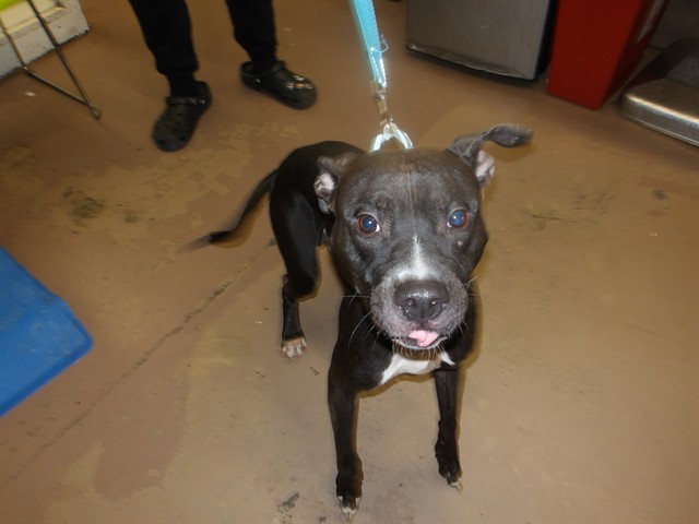Bear at Chicago Animal Care and Control