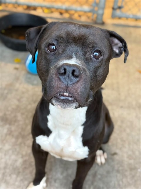 Lester available through Chicago Animal Care and Control
