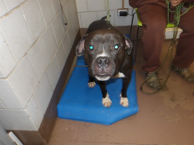 American Pit Bull Terrier at Chicago Animal Care and Control