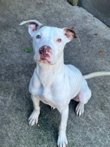 Spot, adoptable American Pit Bull Terrier at Chicago Animal Care and Control