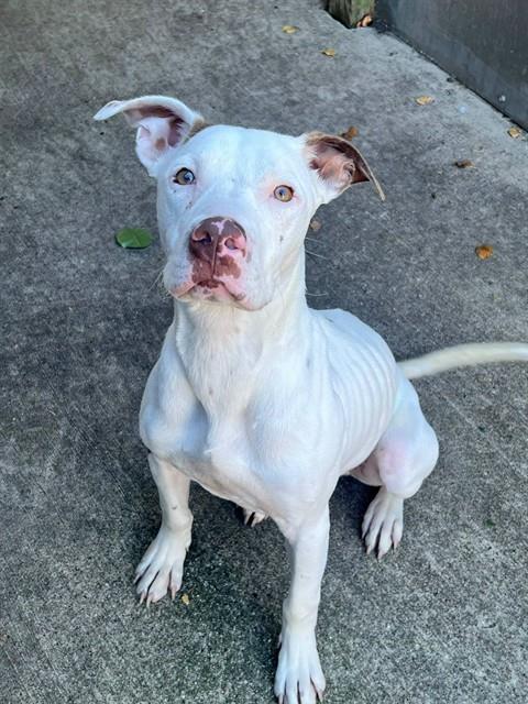 Spot at Chicago Animal Care and Control — photo 1