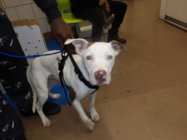 Spot at Chicago Animal Care and Control