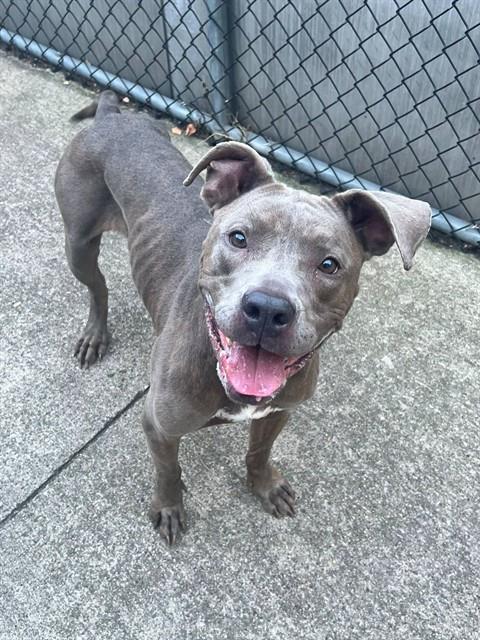 Bunny, adoptable American Pit Bull Terrier at Chicago Animal Care and Control