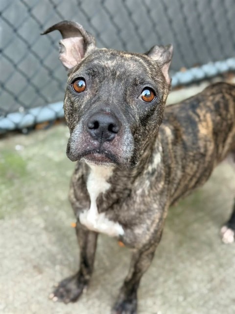 Dollop, adoptable American Pit Bull Terrier at Chicago Animal Care and Control
