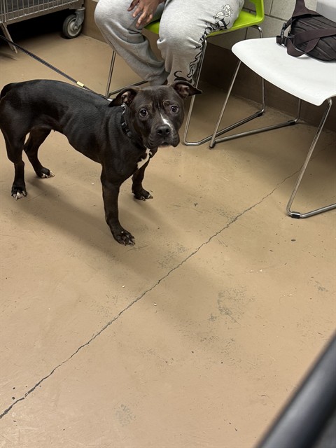 Caviar at Chicago Animal Care and Control