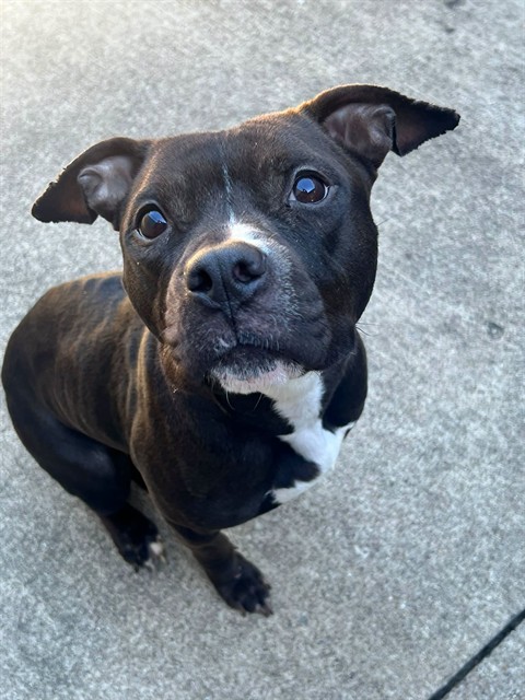 Caviar, adoptable American Pit Bull Terrier at Chicago Animal Care and Control