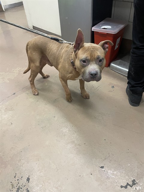 American Pit Bull Terrier at Chicago Animal Care and Control
