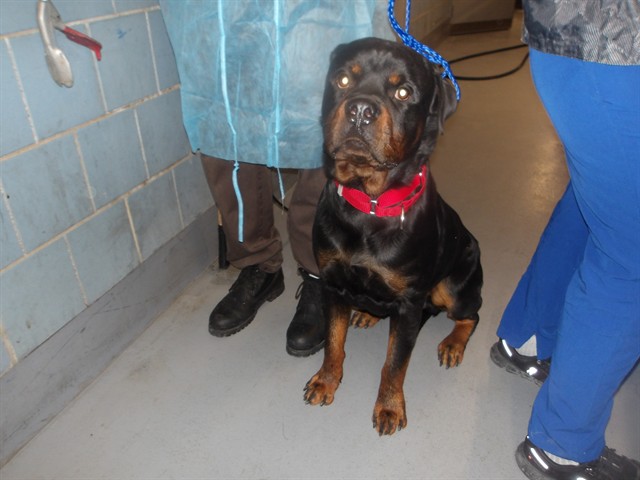 Rottweiler at Chicago Animal Care and Control