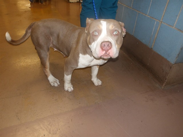 Pumpkin at Chicago Animal Care and Control