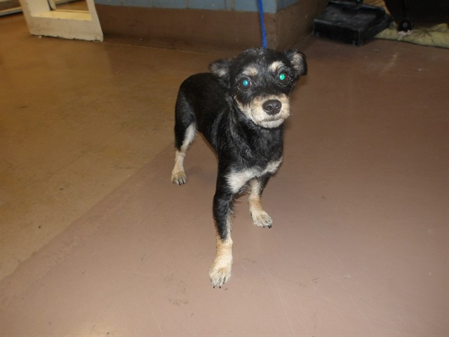 Chihuahua at Chicago Animal Care and Control