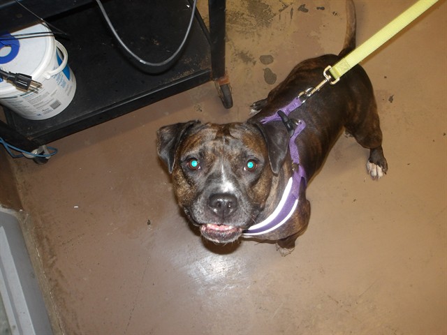 American Pit Bull Terrier at Chicago Animal Care and Control