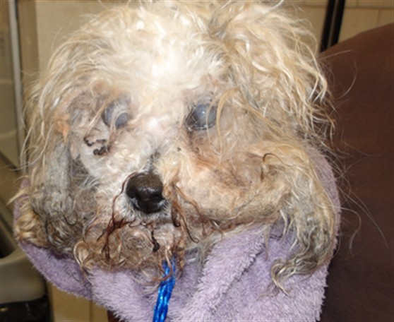 Shih Tzu at Chicago Animal Care and Control