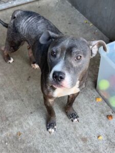 Blue, adoptable American Pit Bull Terrier at Chicago Animal Care and Control