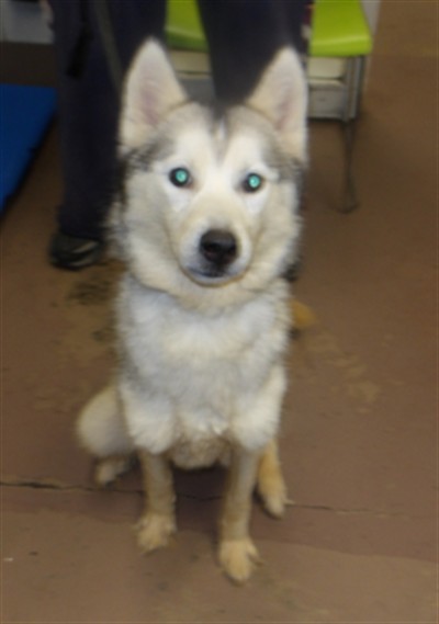 Siberian Husky at Chicago Animal Care and Control