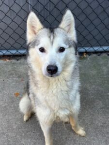 Waukesha, adoptable Siberian Husky at Chicago Animal Care and Control