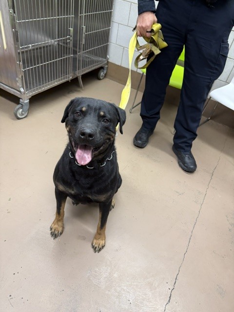 Rottweiler at Chicago Animal Care and Control
