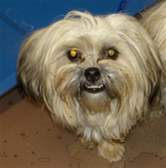 Shih Tzu at Chicago Animal Care and Control