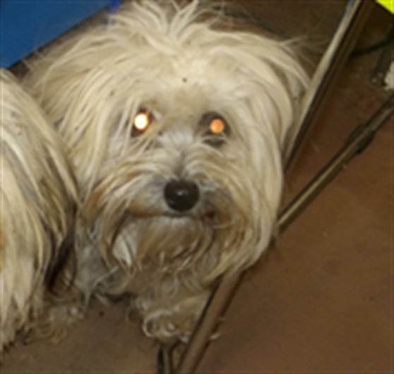 Shih Tzu at Chicago Animal Care and Control