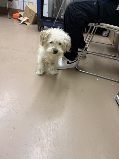 Dog A323222 at Chicago Animal Care and Control