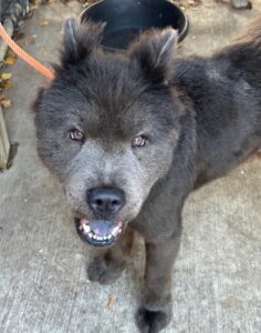Cosmo, adoptable Chow Chow at Chicago Animal Care and Control