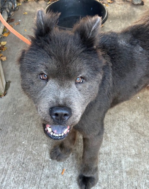 Cosmo at Chicago Animal Care and Control