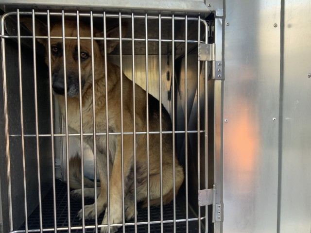 German Shepherd Dog at Chicago Animal Care and Control