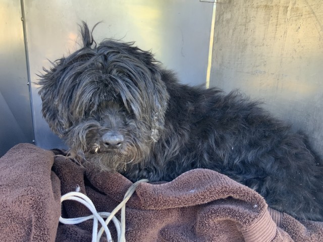 Poodle at Chicago Animal Care and Control