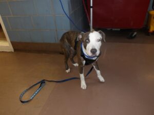 Blue, adoptable American Pit Bull Terrier at Chicago Animal Care and Control