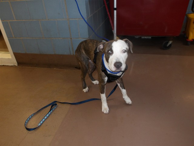 Blue at Chicago Animal Care and Control