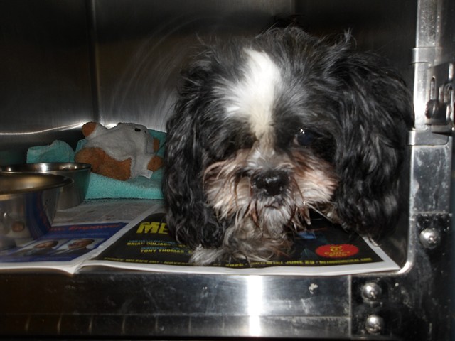 Shih Tzu at Chicago Animal Care and Control