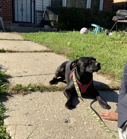 Labrador Retriever at Chicago Animal Care and Control
