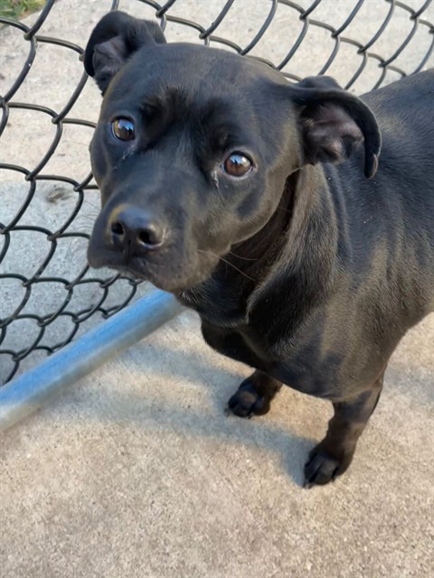 Velveteen, adoptable Labrador Retriever at Chicago Animal Care and Control