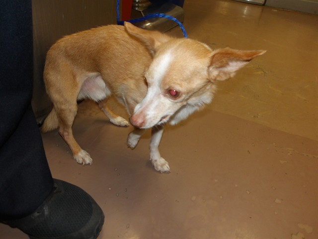 Chihuahua at Chicago Animal Care and Control