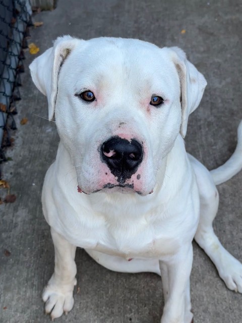 Polar Bear, adoptable American Bulldog / Bulldog at Chicago Animal Care and Control