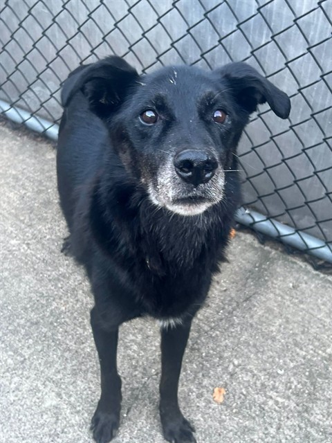 Mosley, adoptable Labrador Retriever at Chicago Animal Care and Control