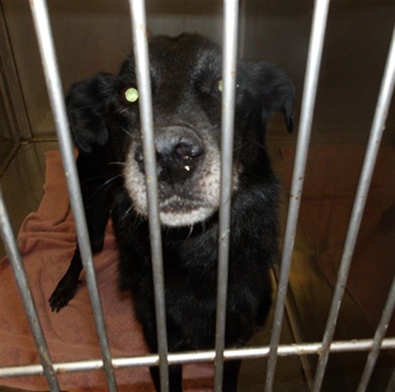 Labrador Retriever at Chicago Animal Care and Control