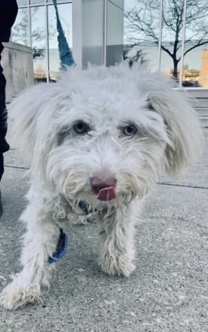Poodle at Chicago Animal Care and Control