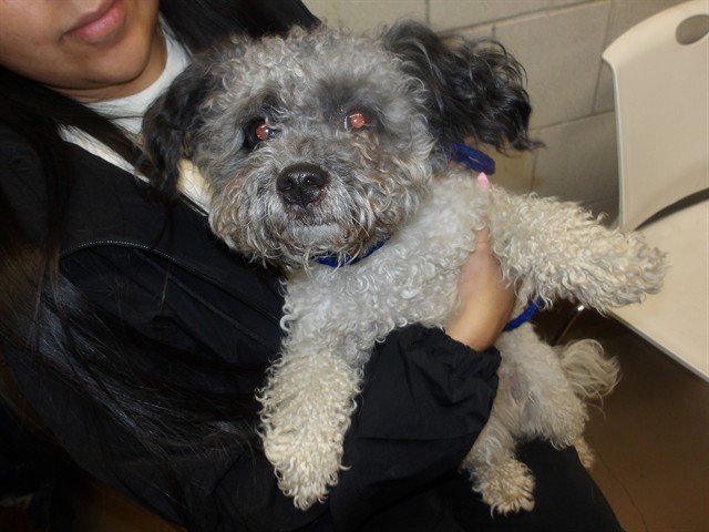 Poodle at Chicago Animal Care and Control