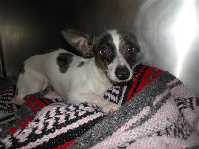Chihuahua at Chicago Animal Care and Control