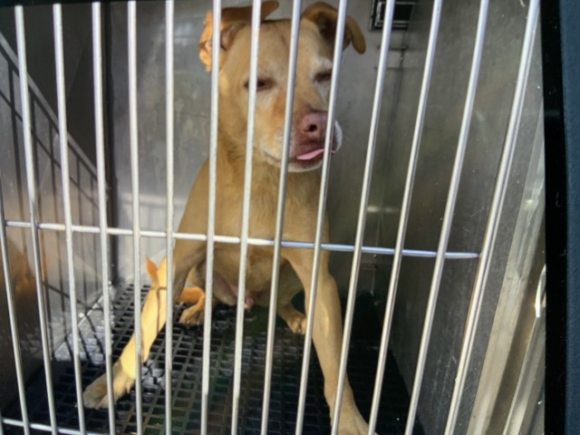 American Pit Bull Terrier at Chicago Animal Care and Control