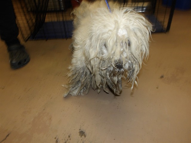 Dog A323296 at Chicago Animal Care and Control