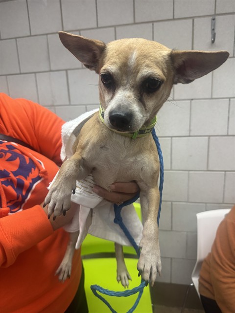 Chihuahua at Chicago Animal Care and Control